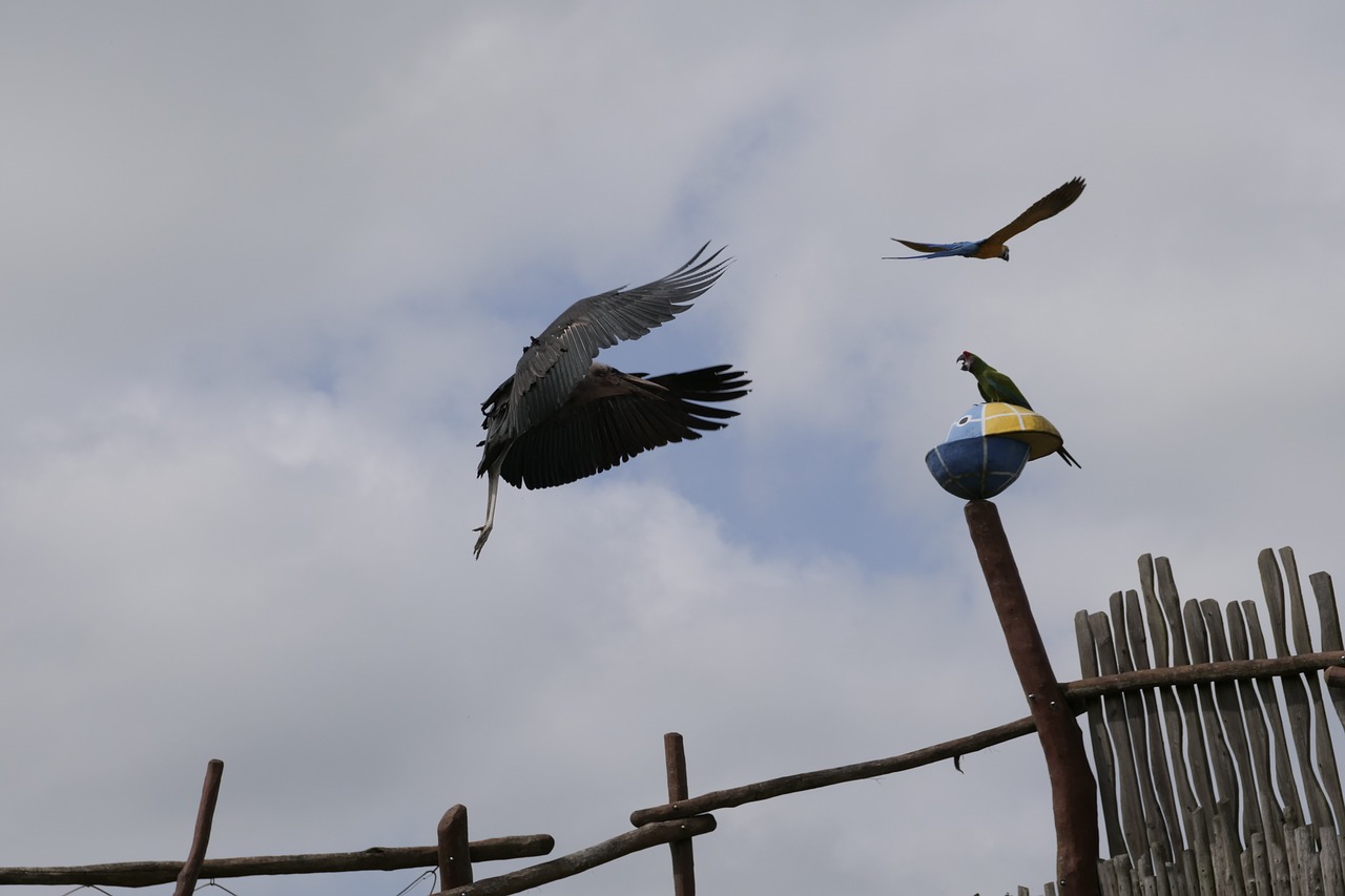marabu  adjutant bird  scavengers free photo