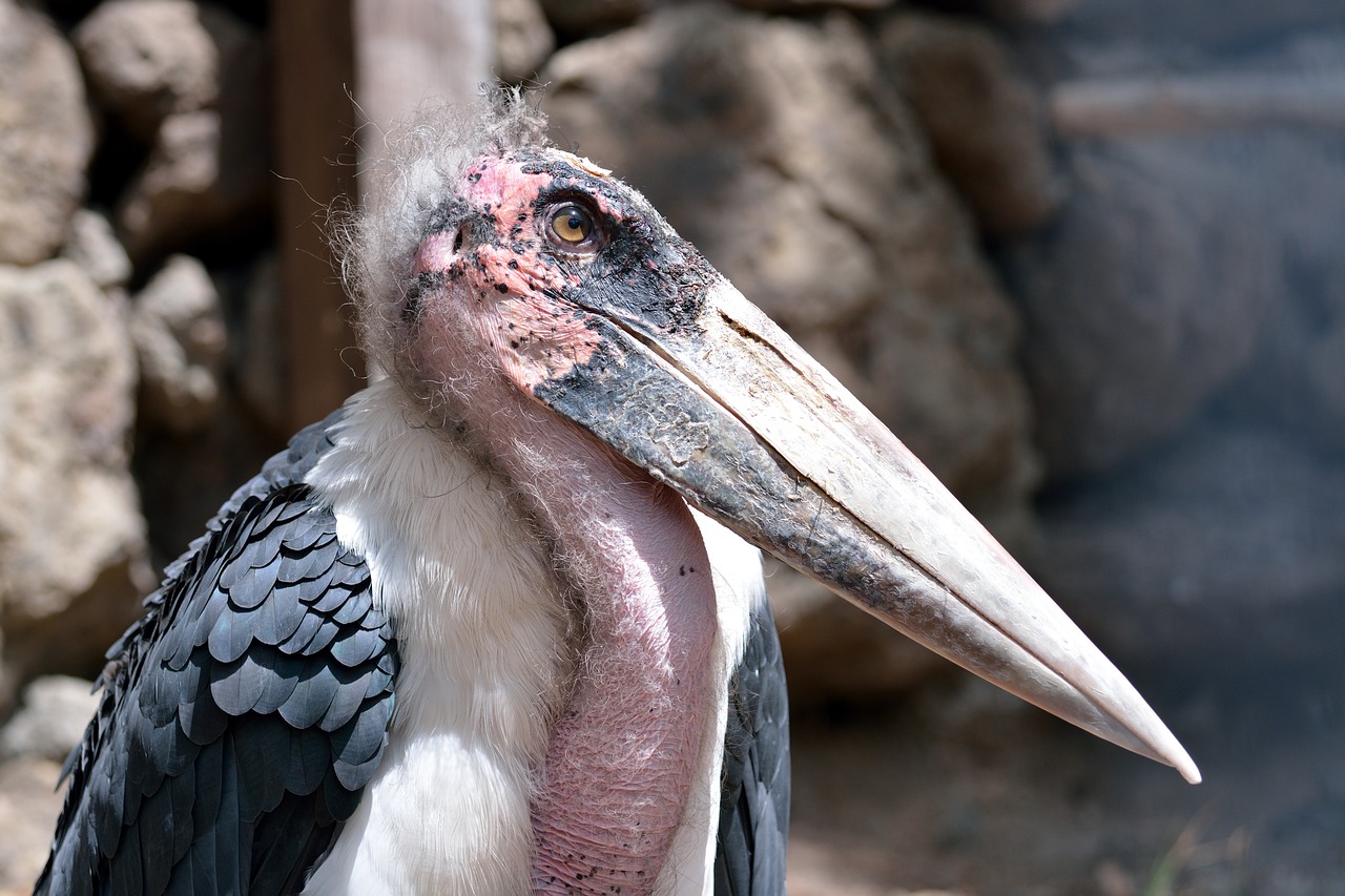 marabu  bird  zoo free photo