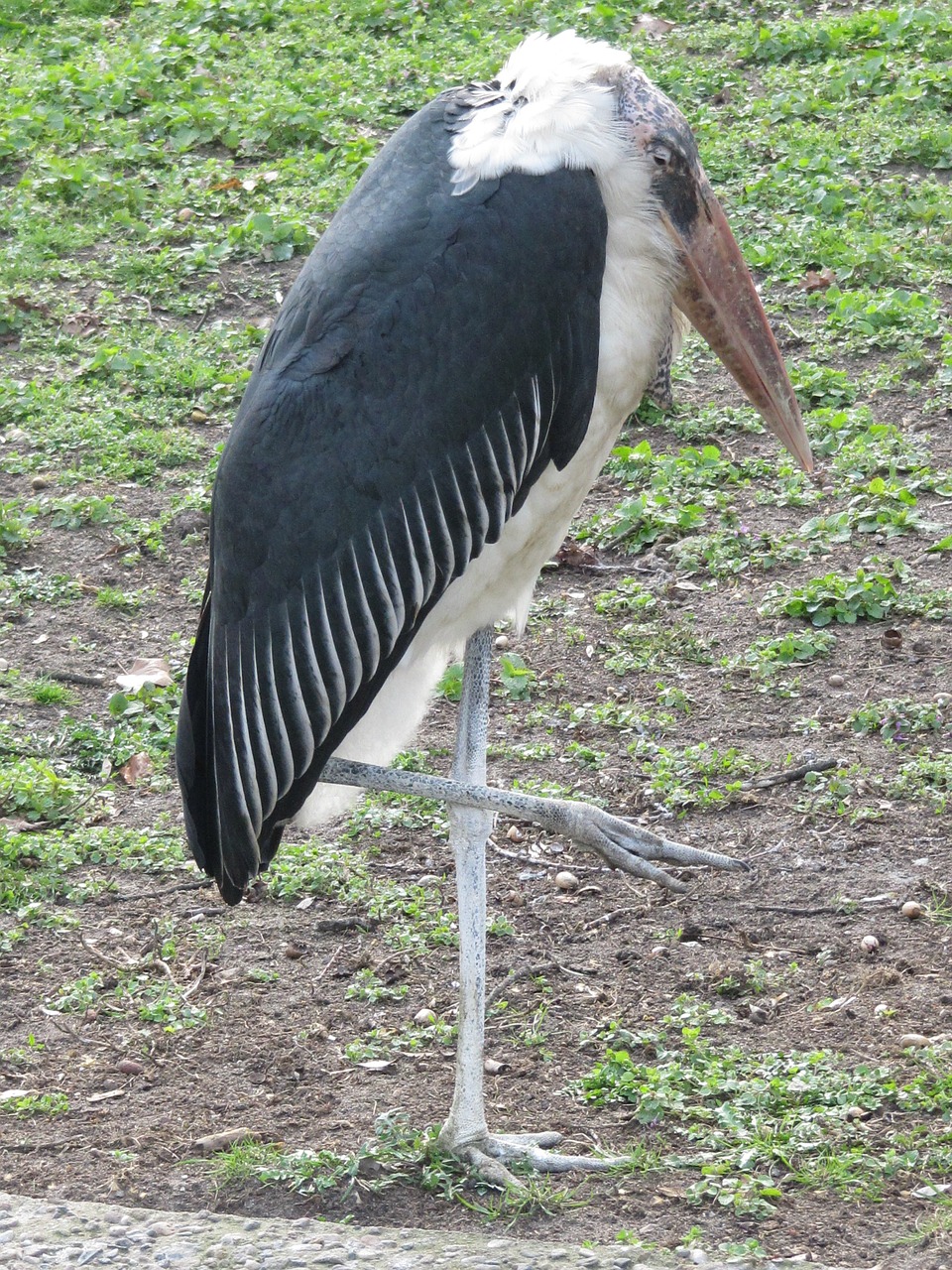 marabu scavengers stork-like free photo