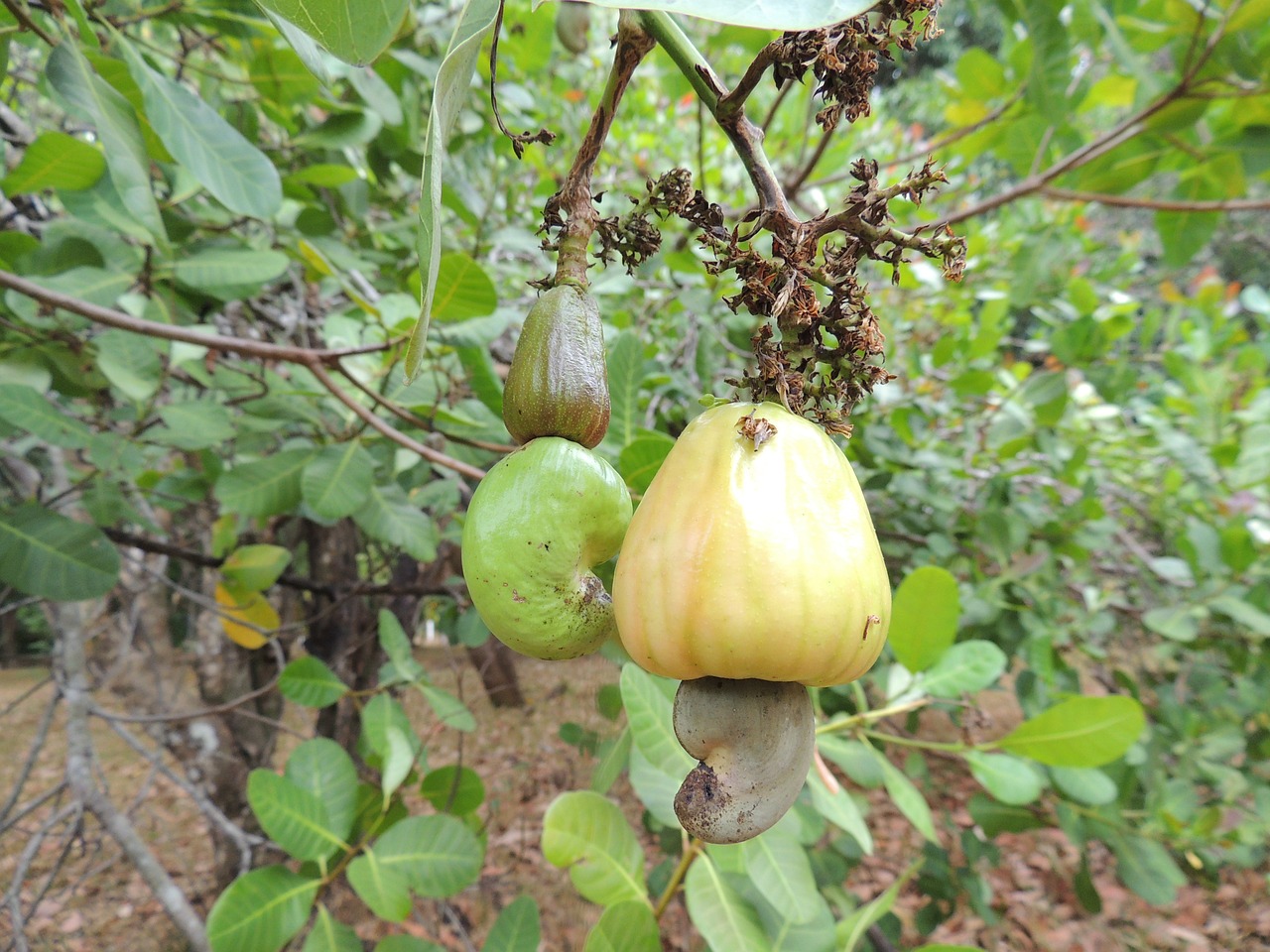 marañón fruit food free photo