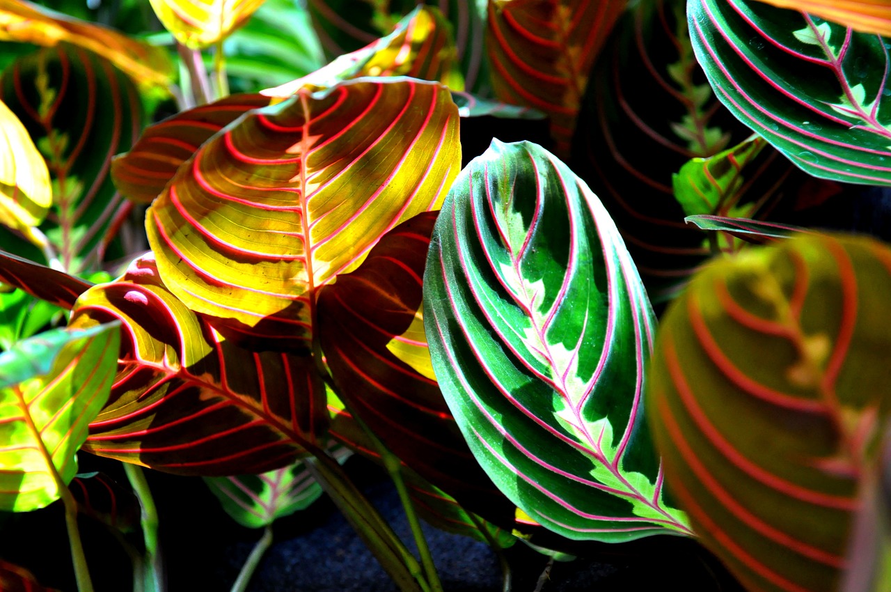 maranta green house plant free photo