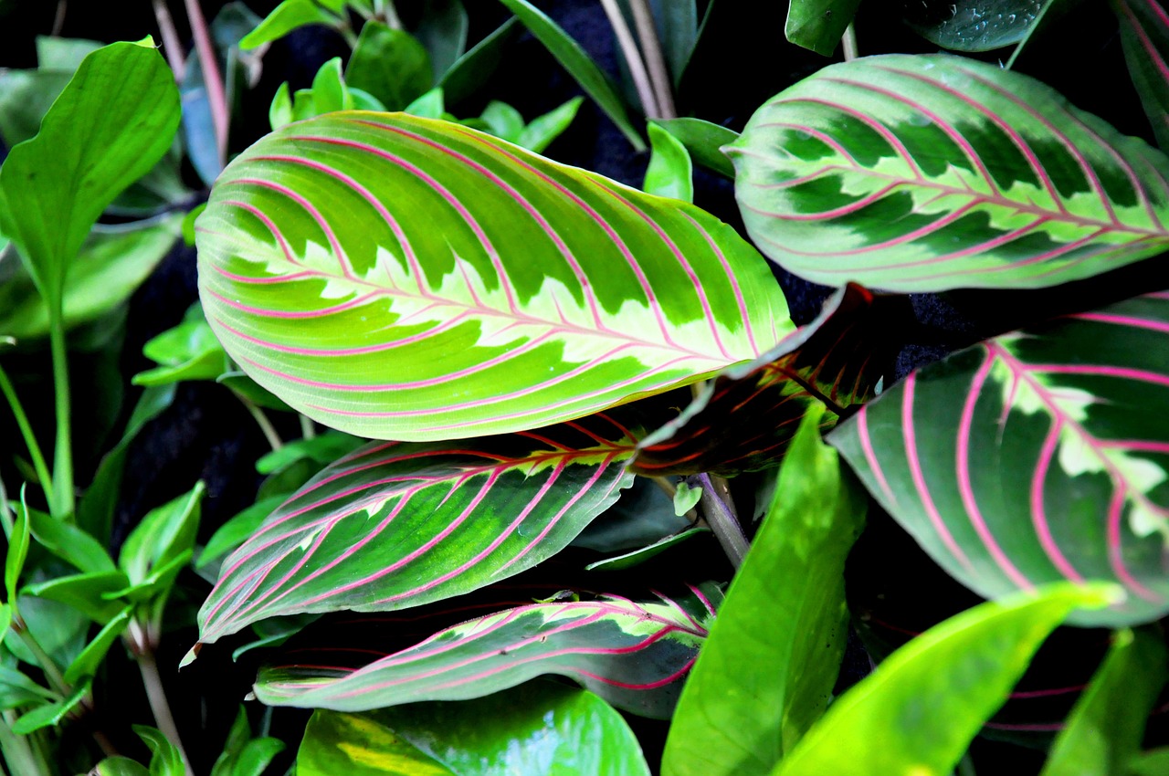 maranta green house plant free photo