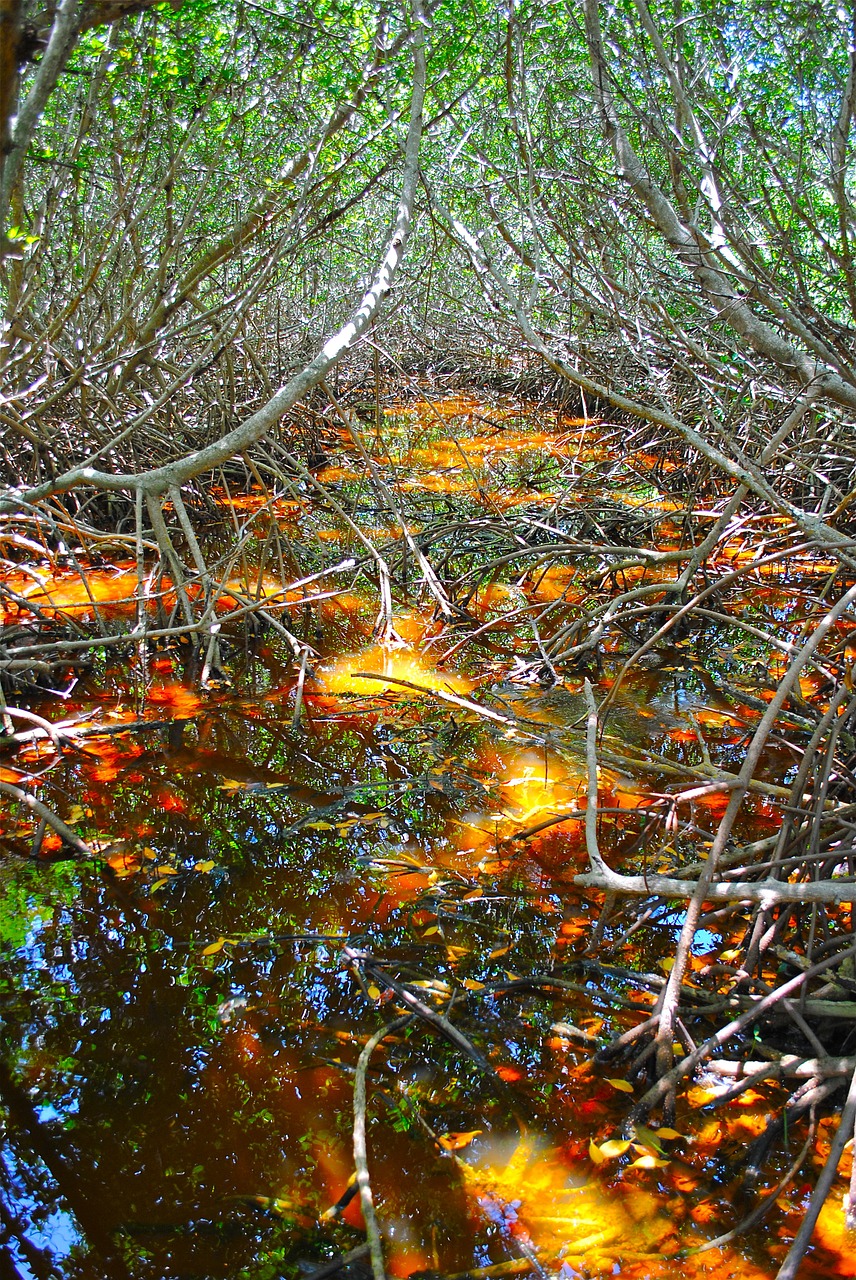 marathon florida keys crane point free photo