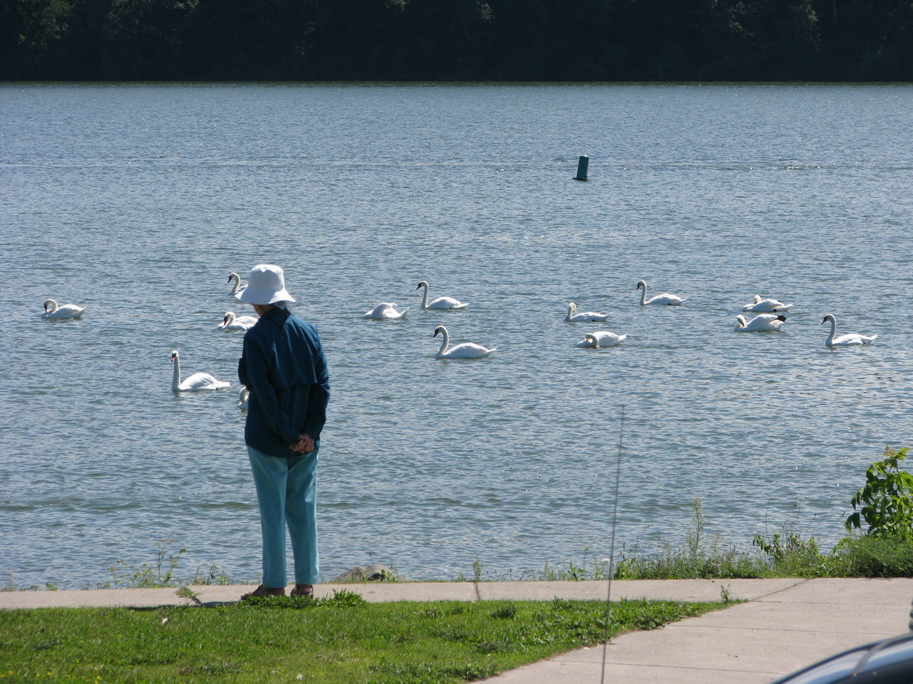 swan water thinking free photo