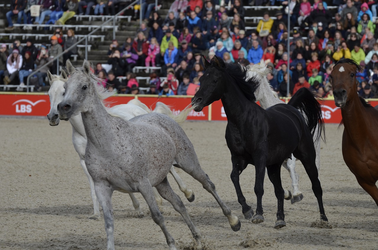 marbach stallion parade in 2017 mold free photo