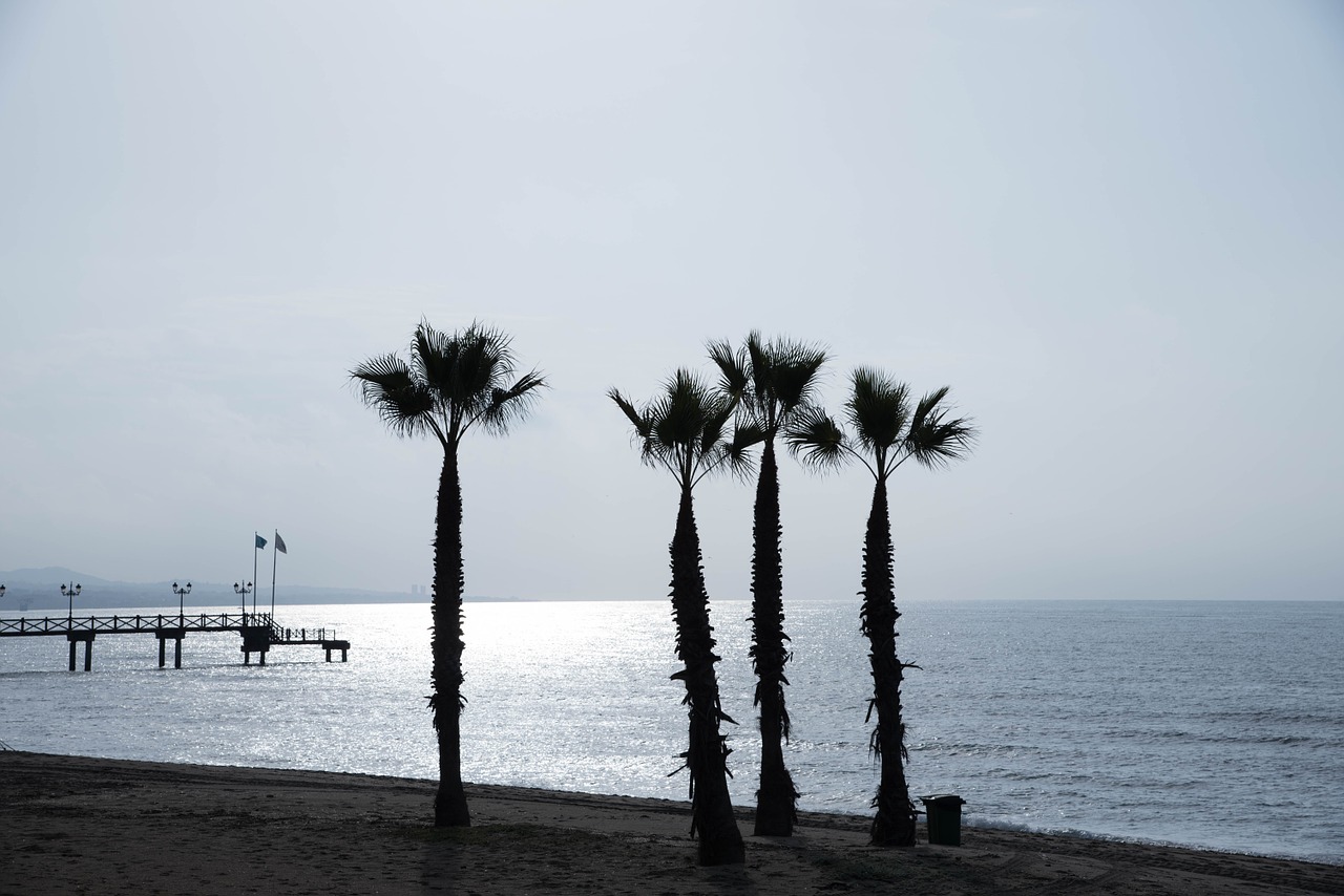 marbella jetty palms free photo