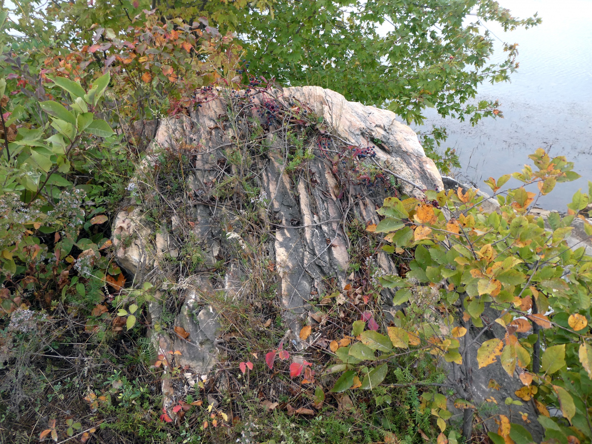 marble granite autumn free photo