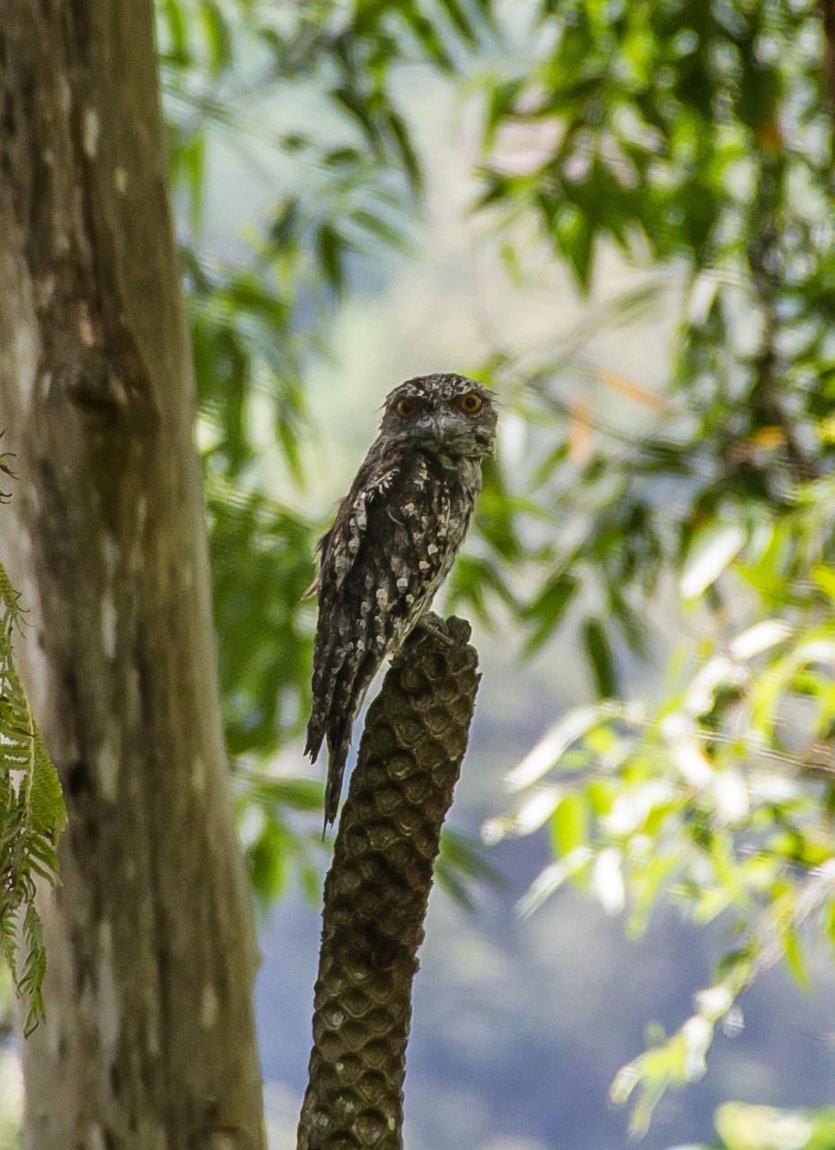 marbled frogmouth podargus ocellatus bird free photo