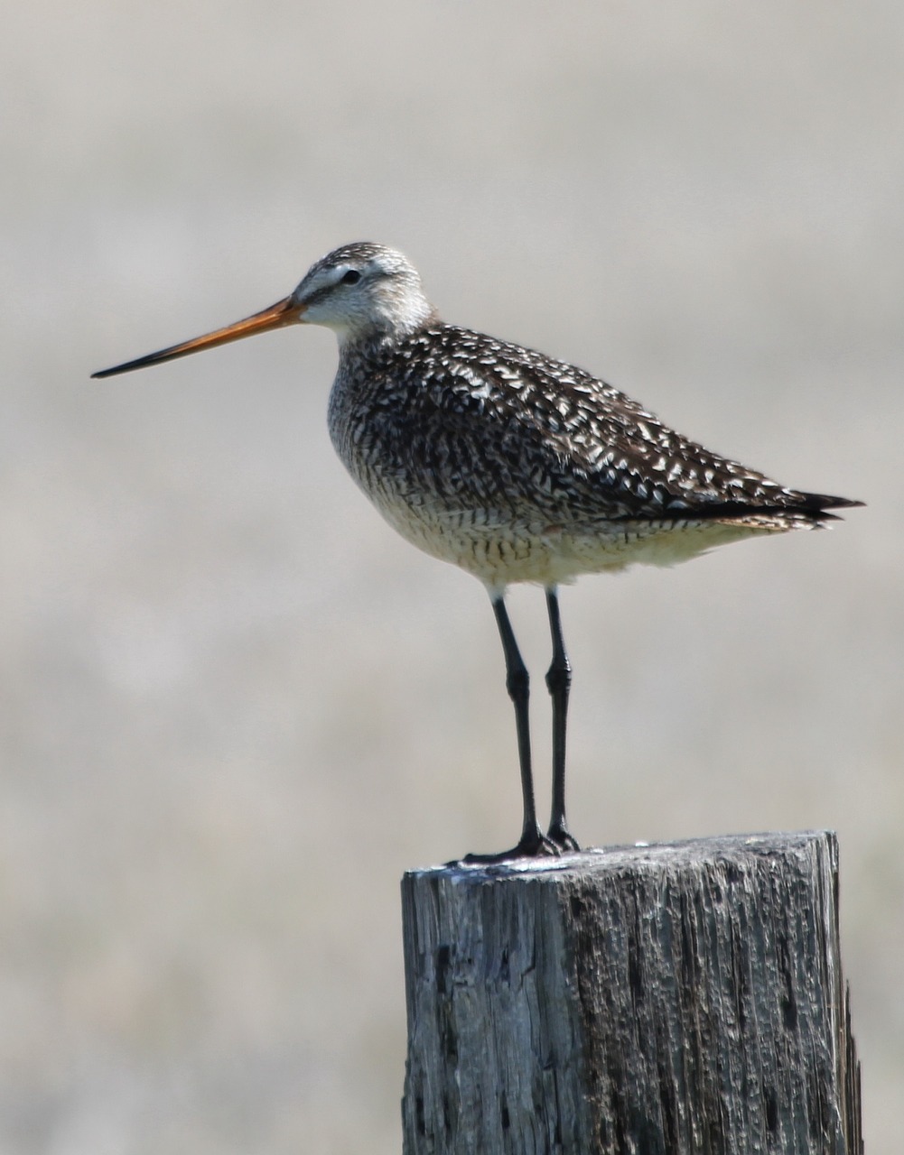 marbled godwit bird perched free photo