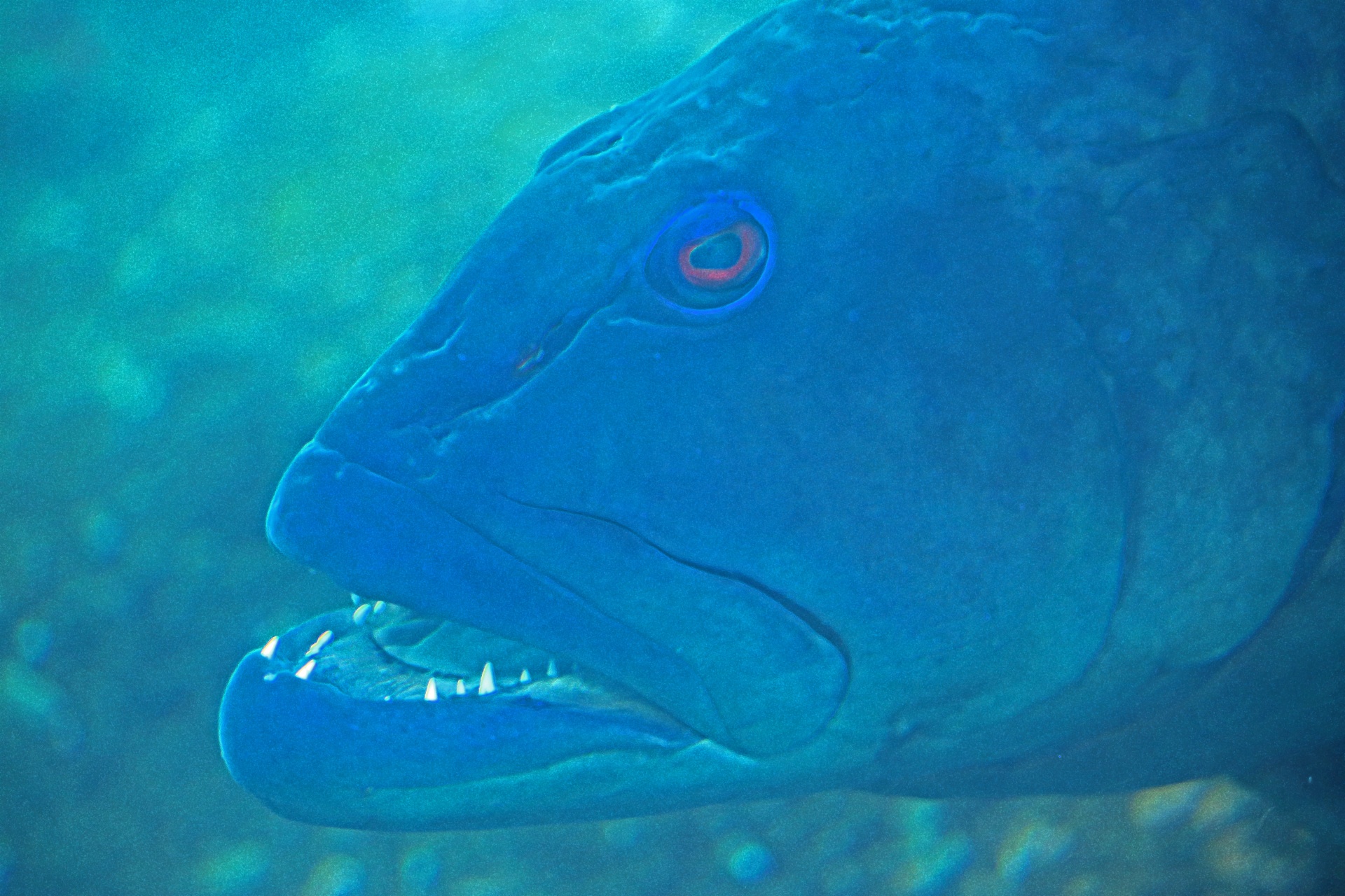water aquarium blue free photo