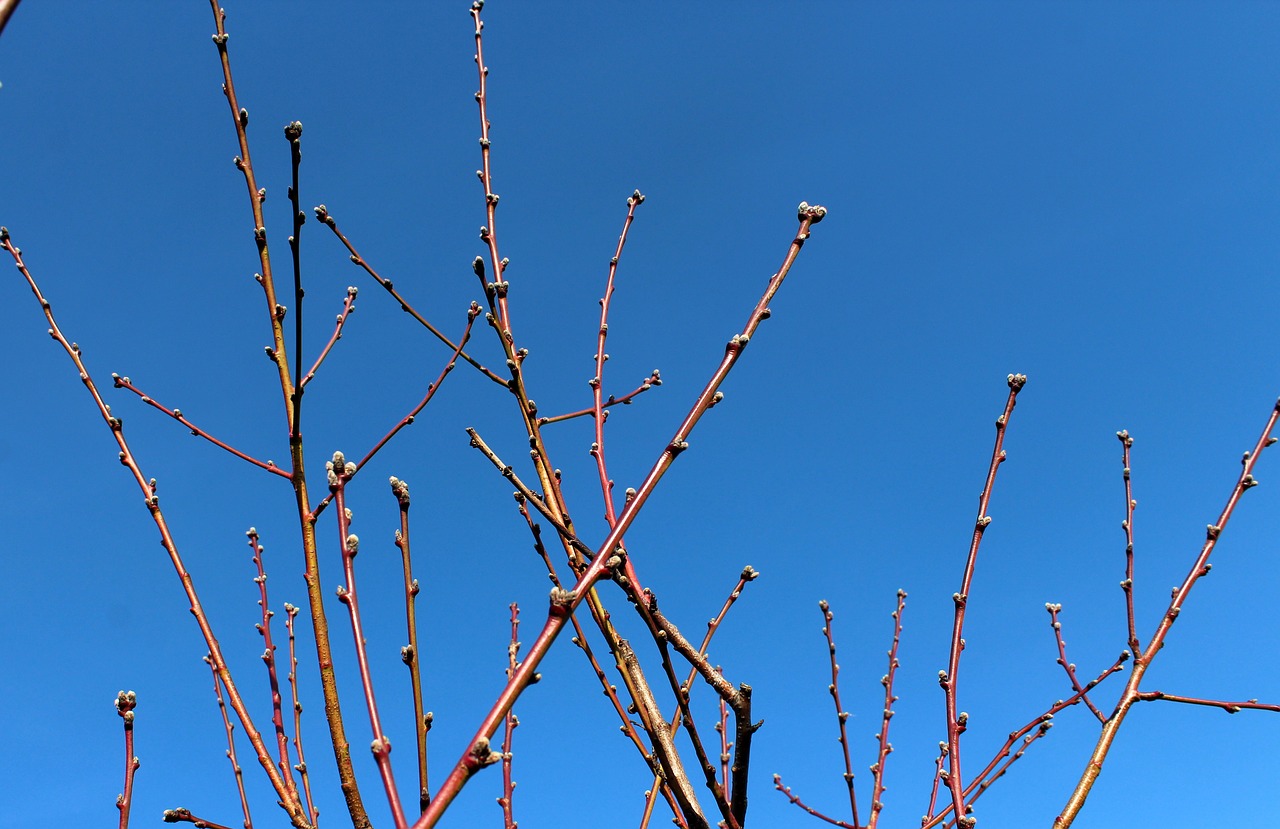 march tree branch free photo