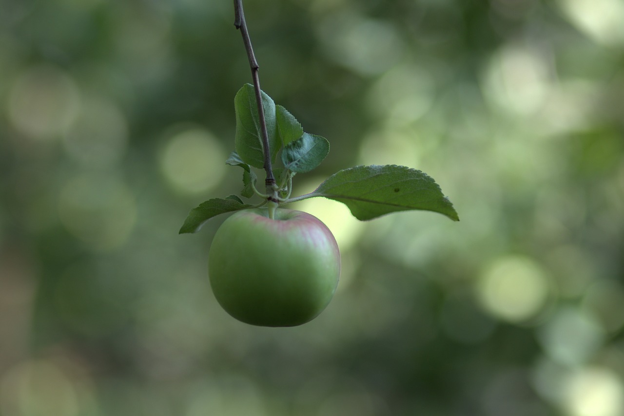 march  green  fruit free photo