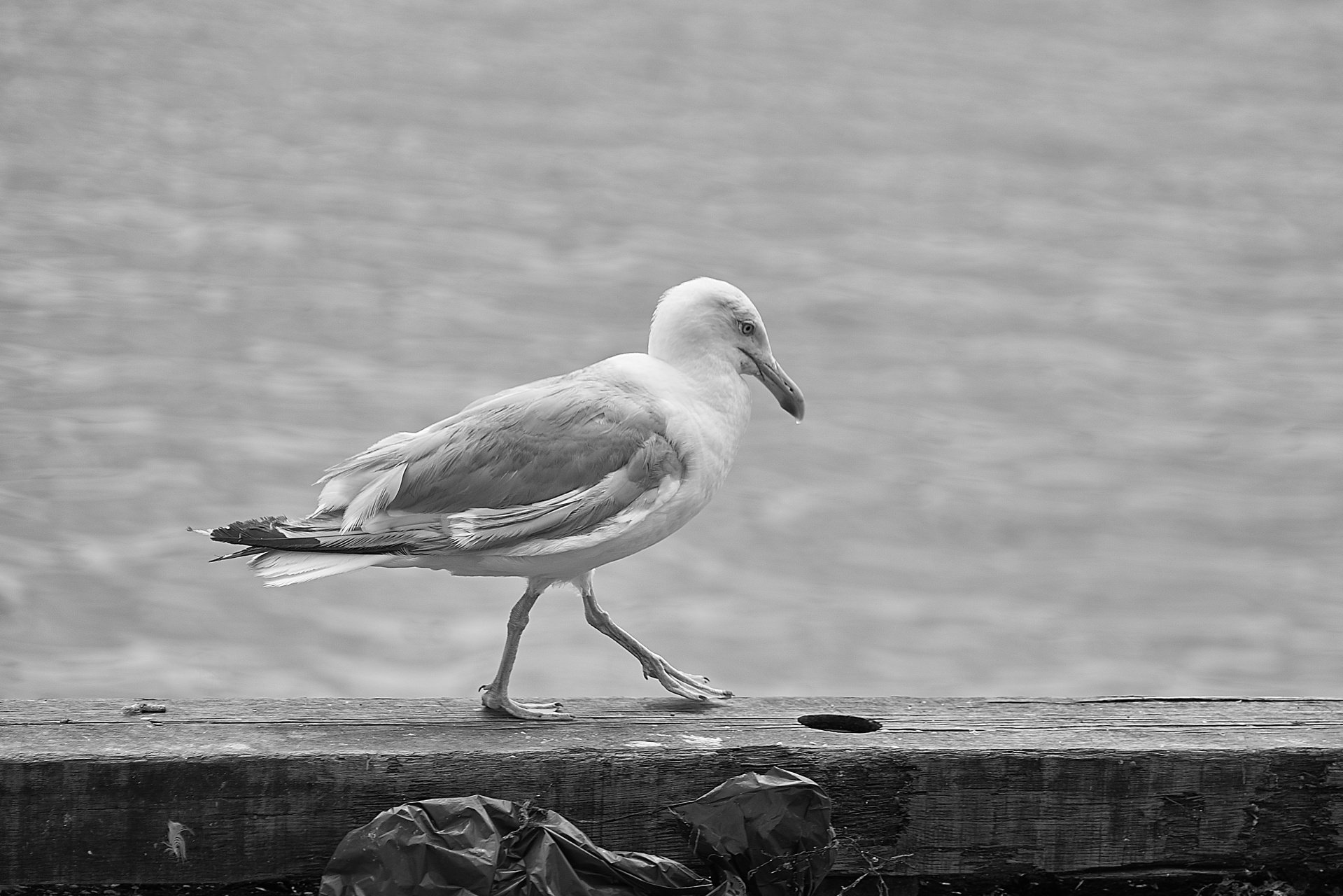 walking bird gull free photo