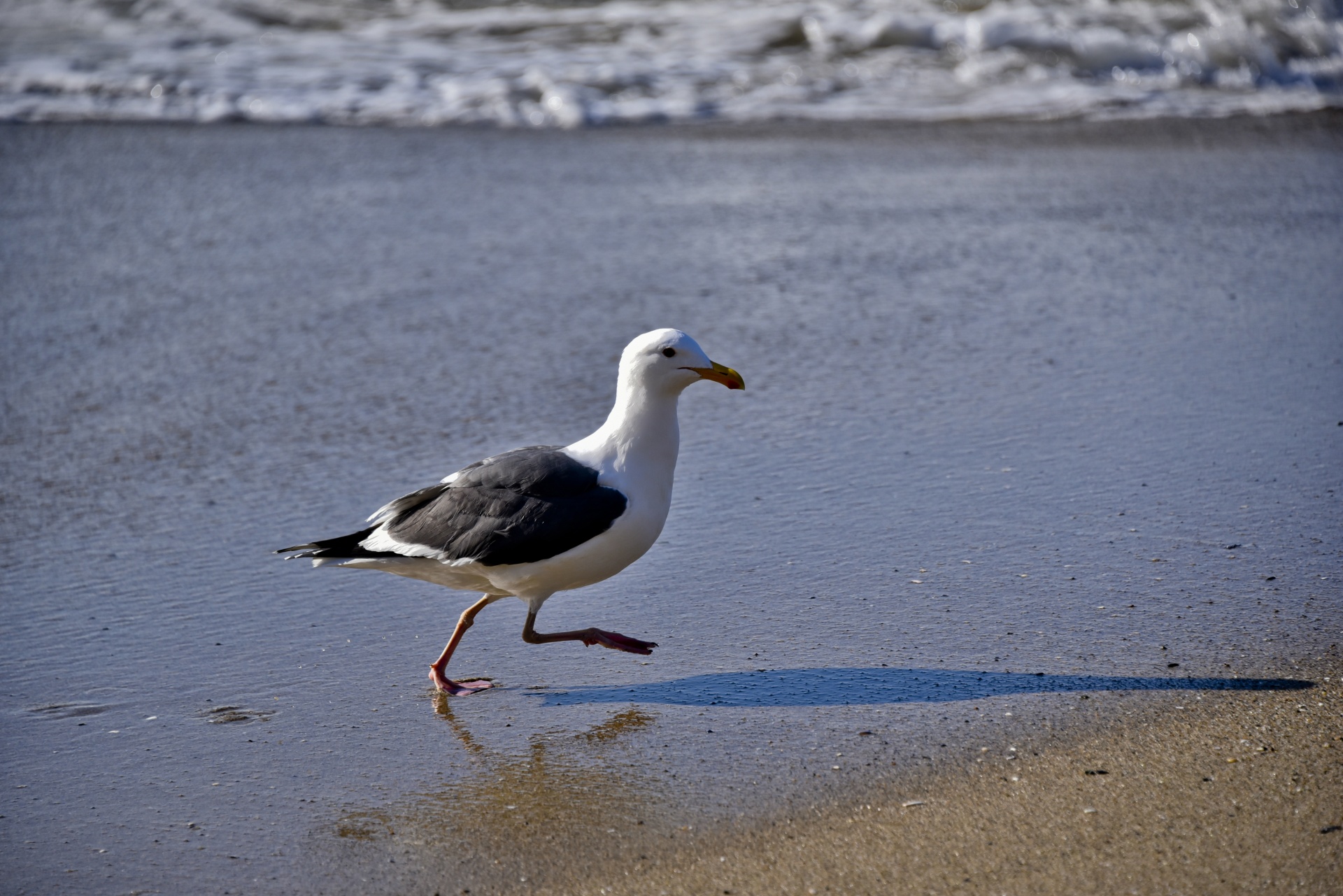 seagull adult walking free photo