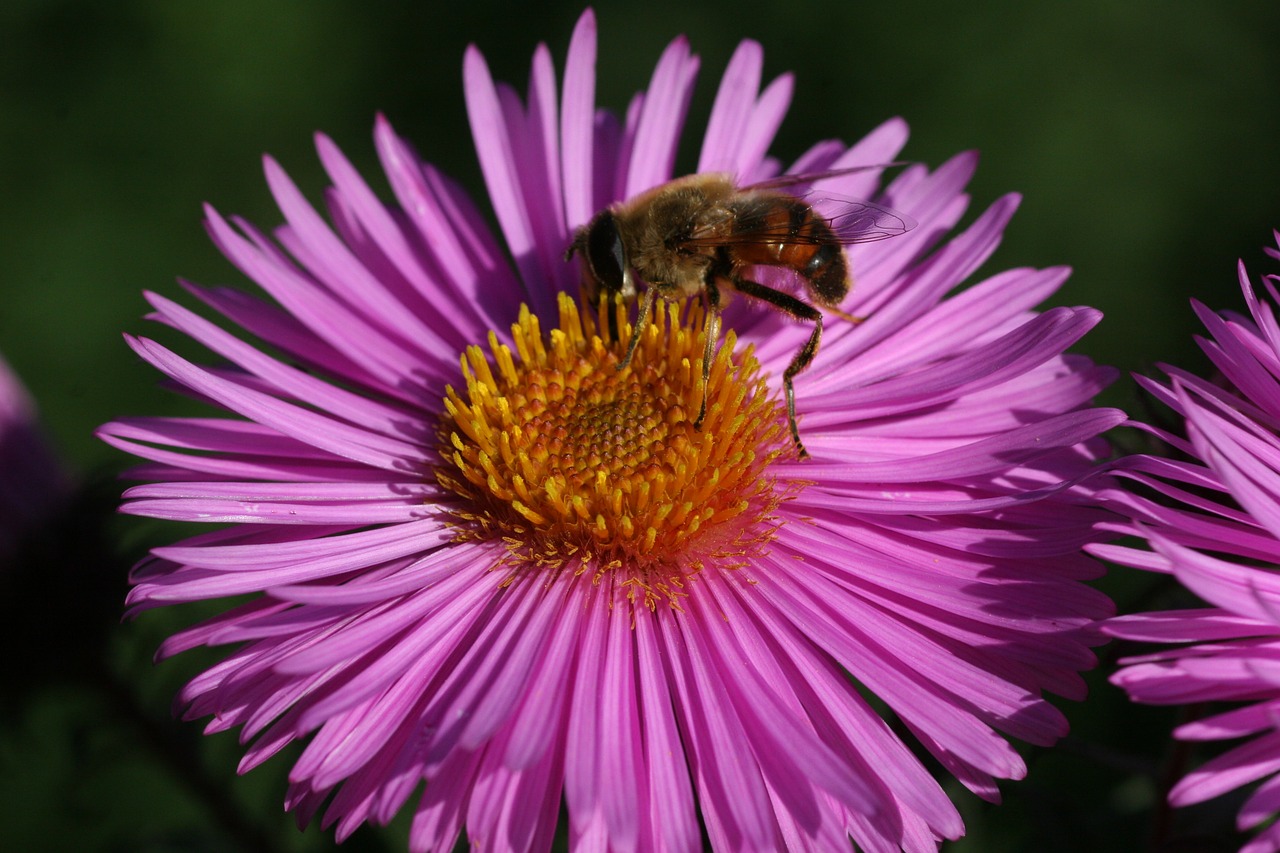 marcinek bee dinner free photo