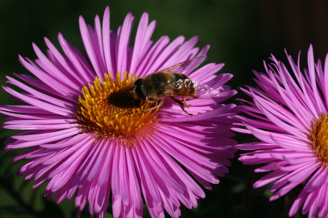 marcinki bee garden free photo