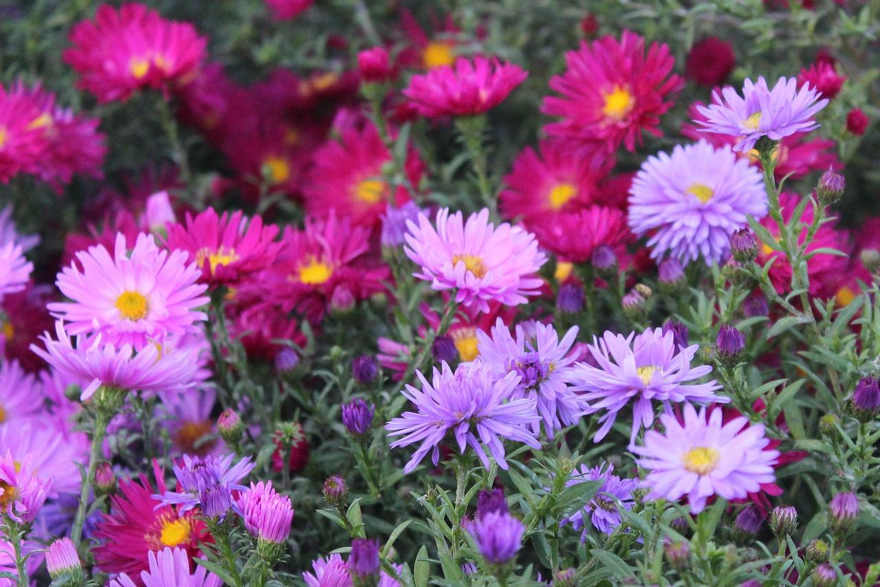 marcinki astra flowers free photo