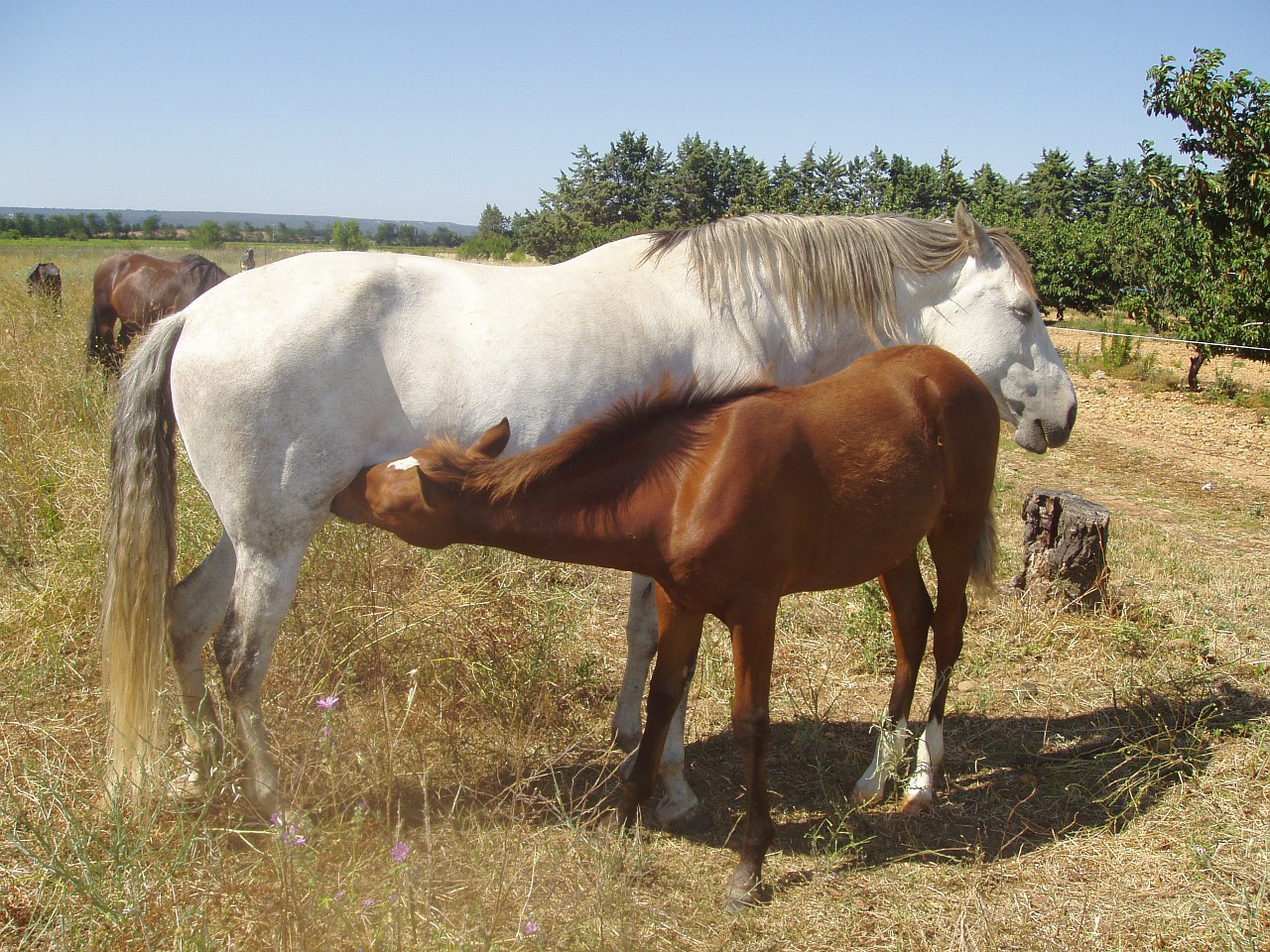 mare horses foal free photo