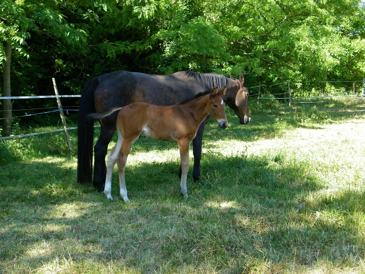 mare foal horse free photo