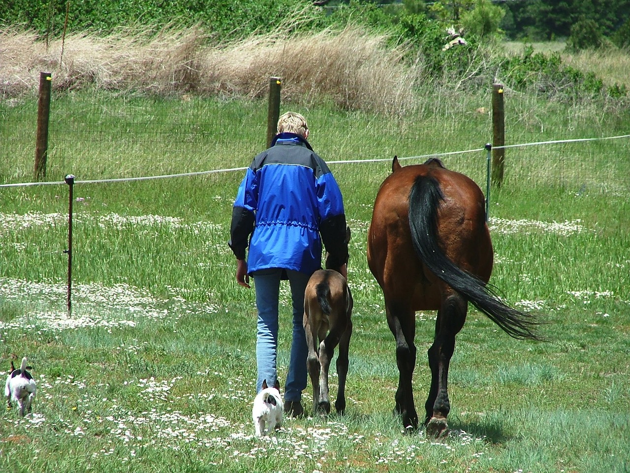 mare foal birthday free photo