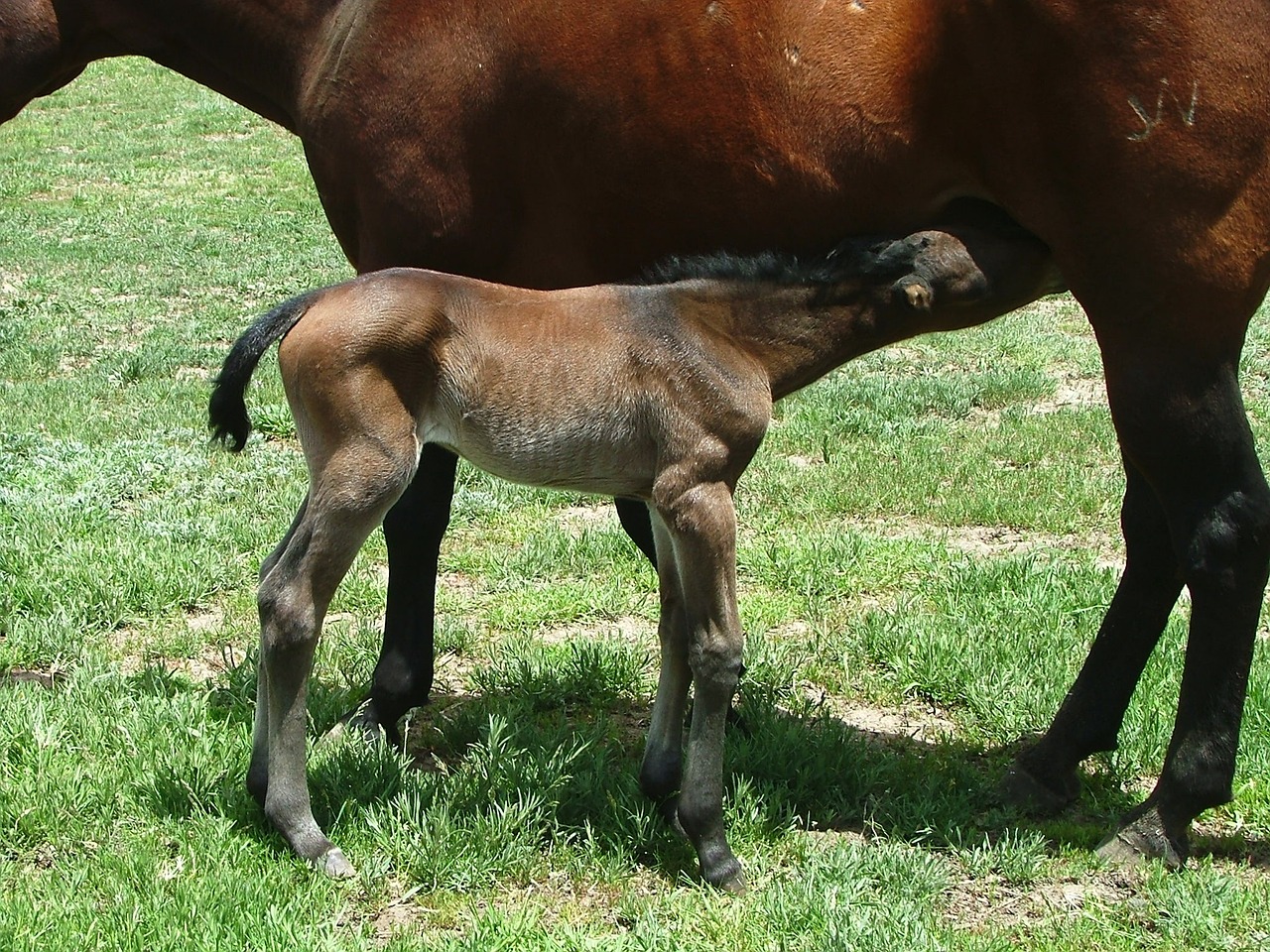mare foal lunch free photo