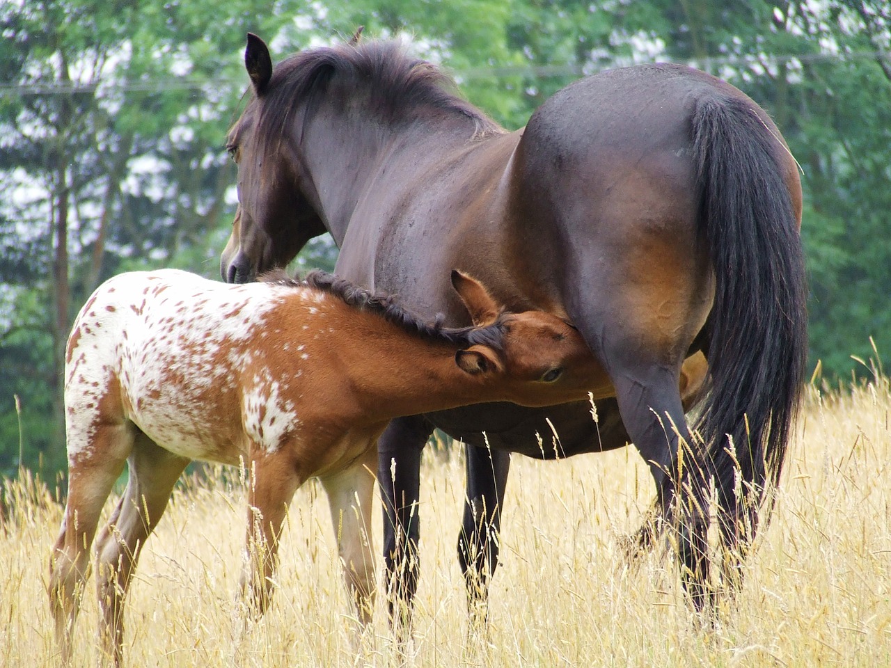 mare maternity horse free photo