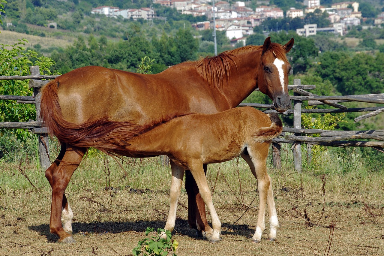 mare mother foal free photo