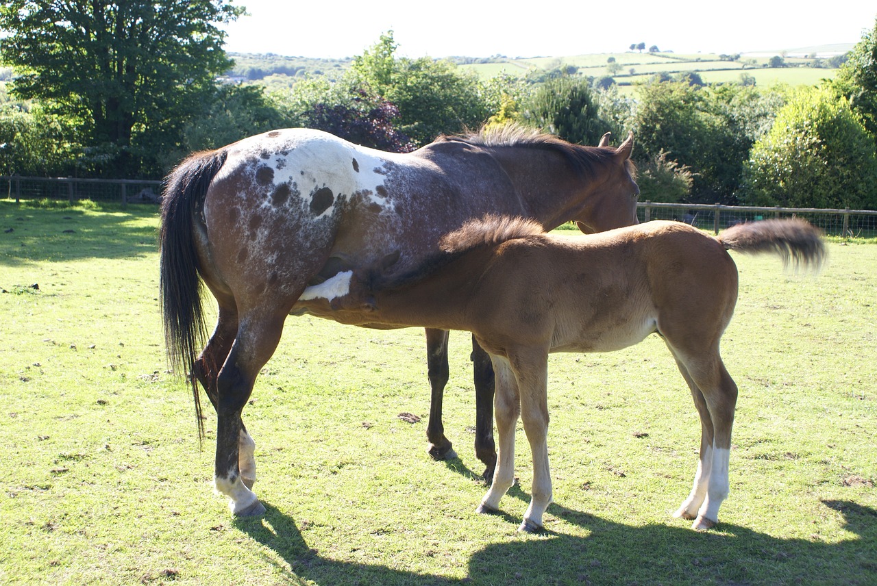 mare foal appaloosa free photo