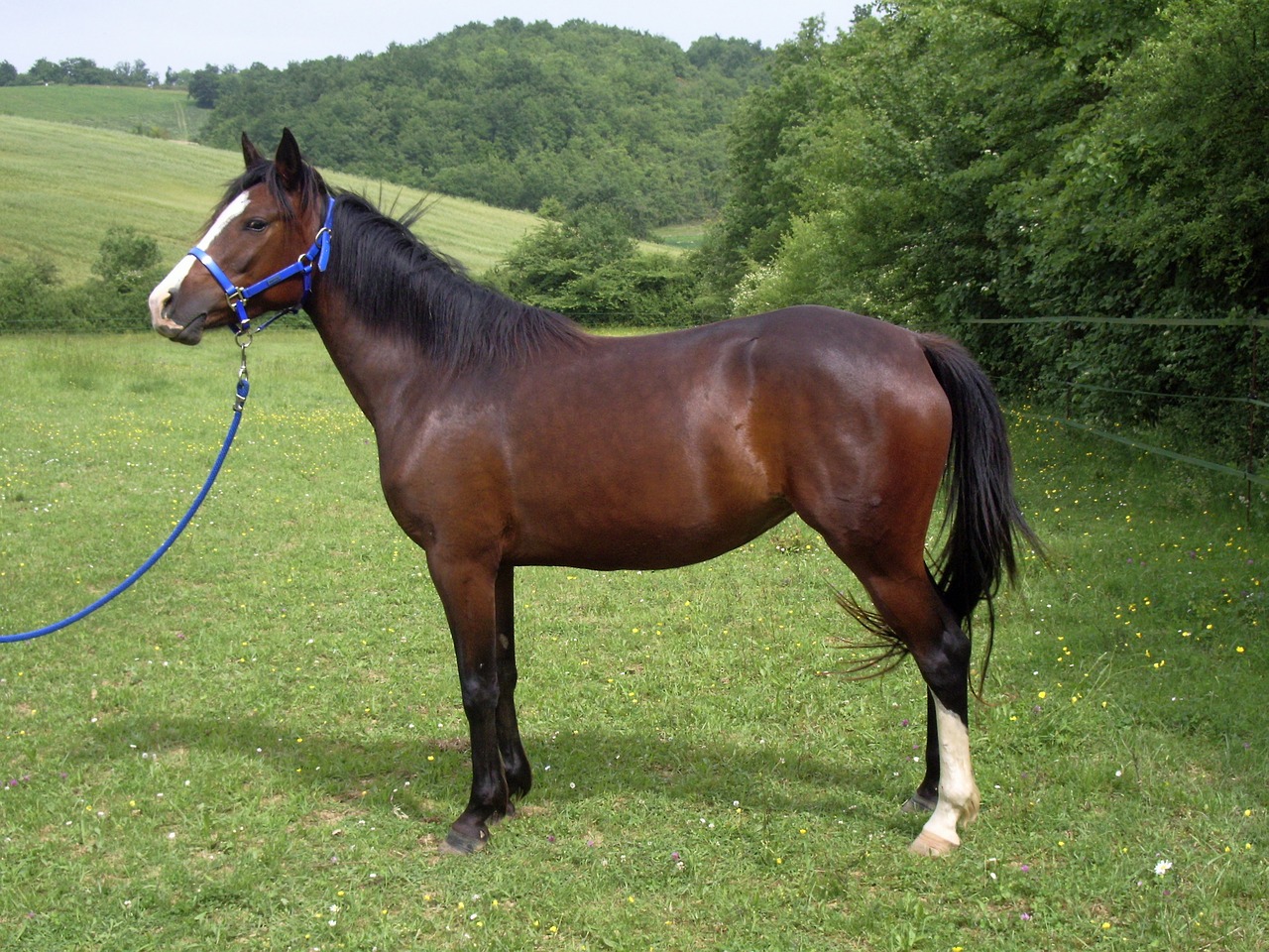 mare horse pre free photo