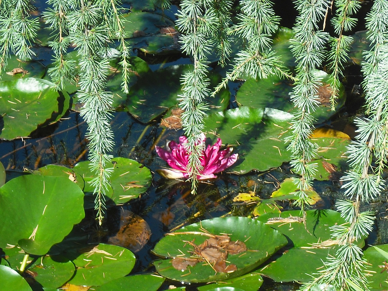mare water lily nature free photo