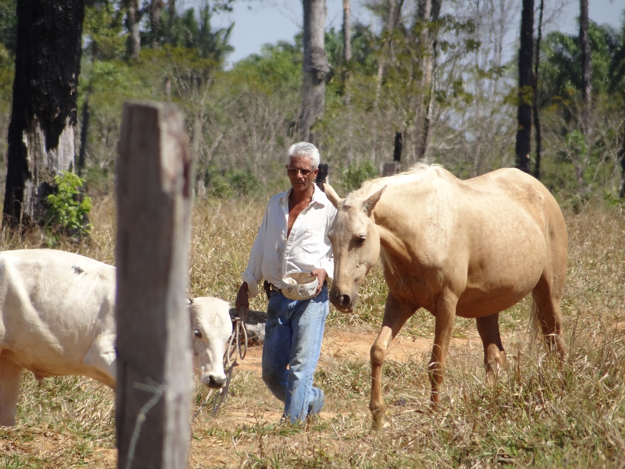 mare equine pawn free photo