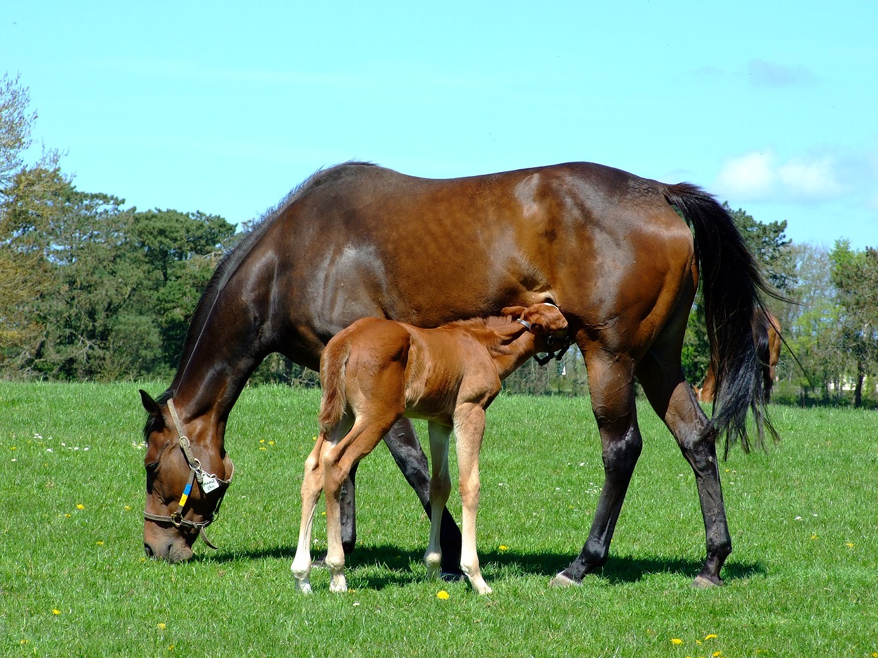 mare foal horse free photo