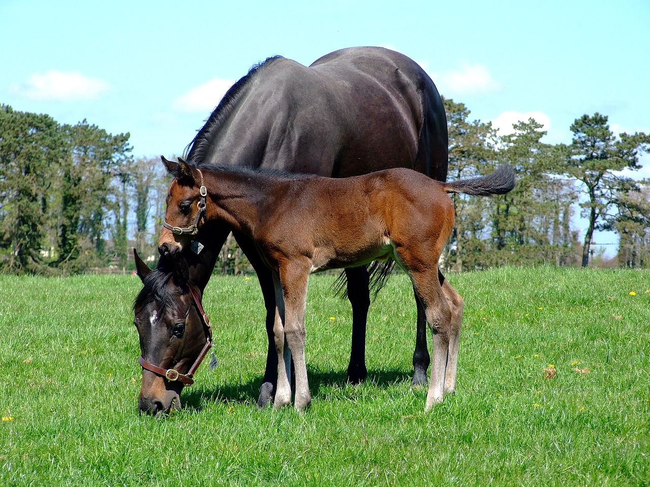 mare foal horse free photo