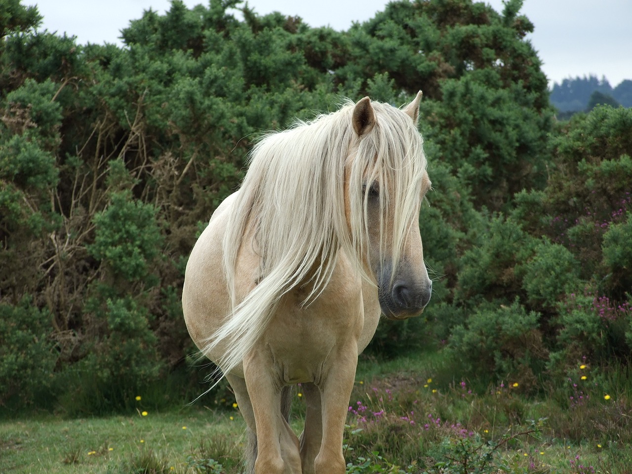 mare horse new forest pony free photo