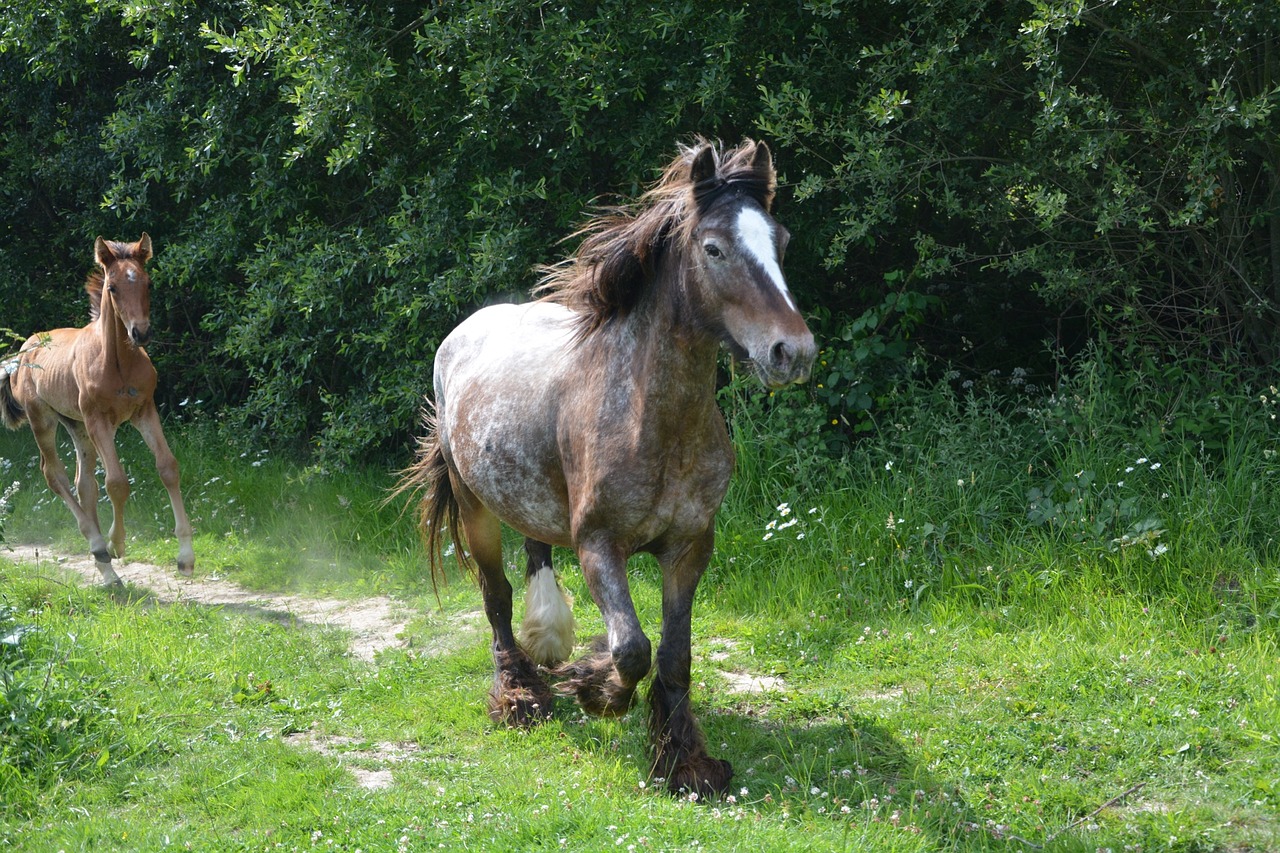mare horse foal free photo