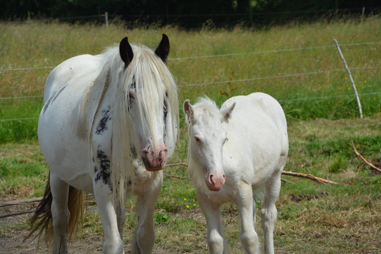 Mare,foal,irish-cob,equine,horses - free image from needpix.com