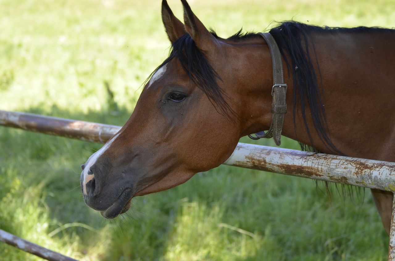 mare brown whole blood free photo