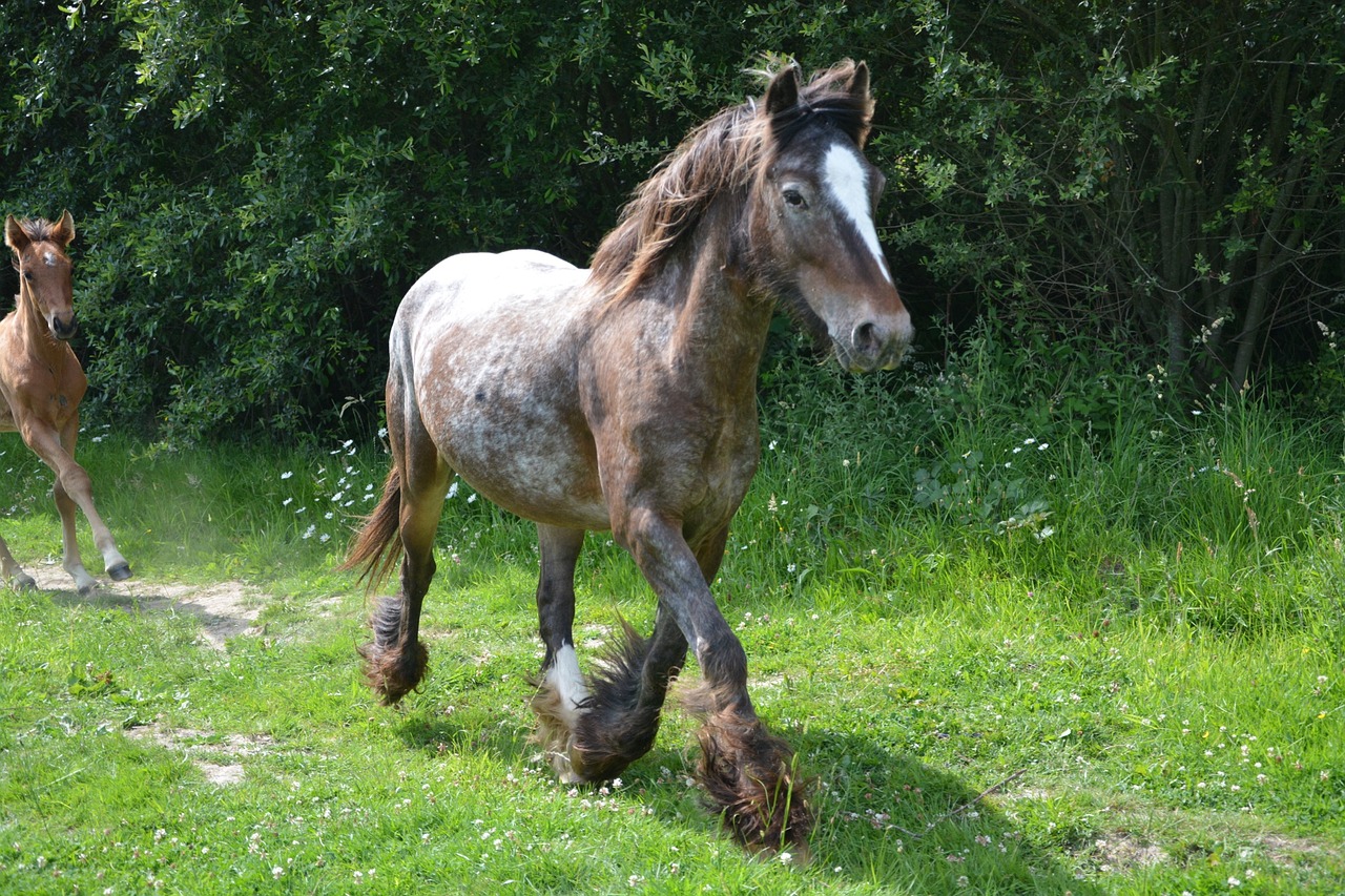 mare broodmare horse horse free photo