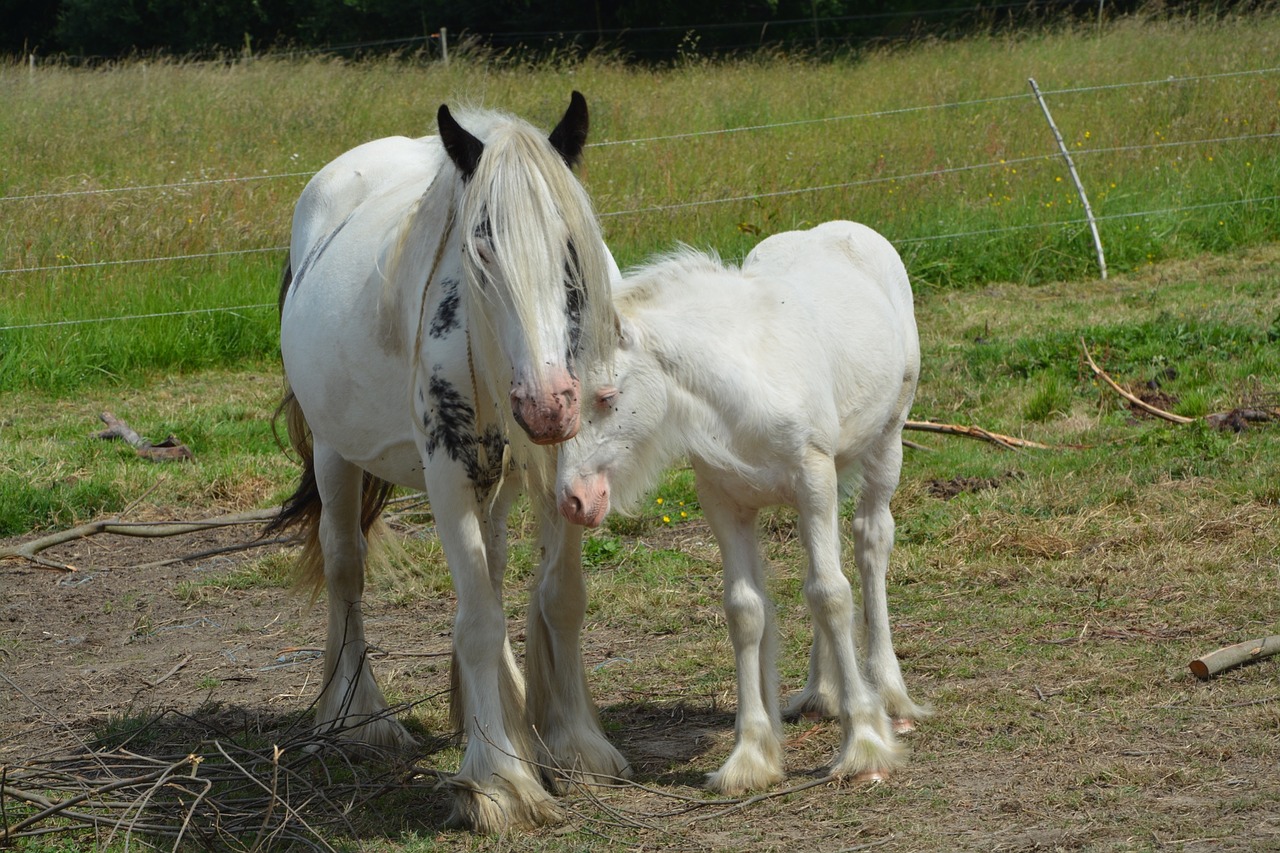 mare foal mom free photo