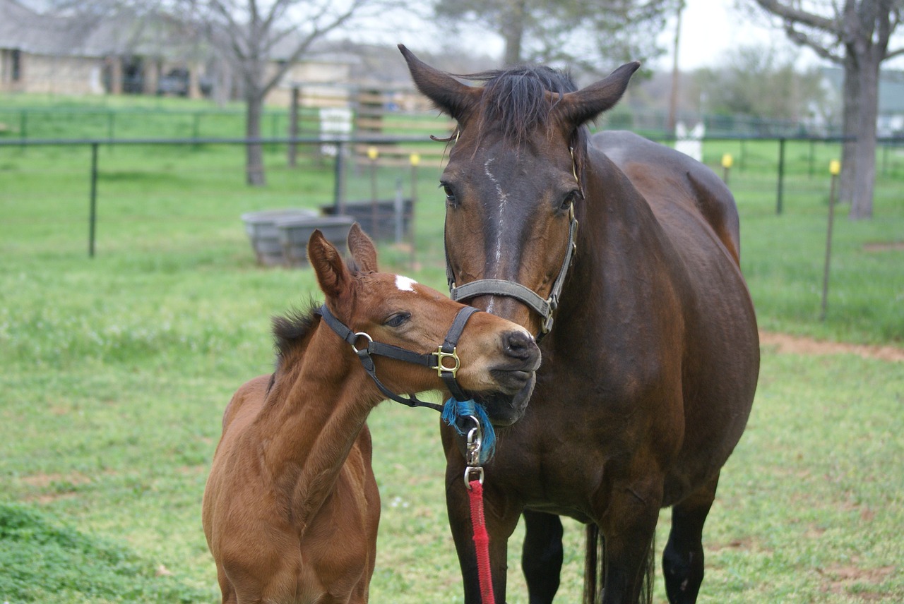 mare foal filly free photo