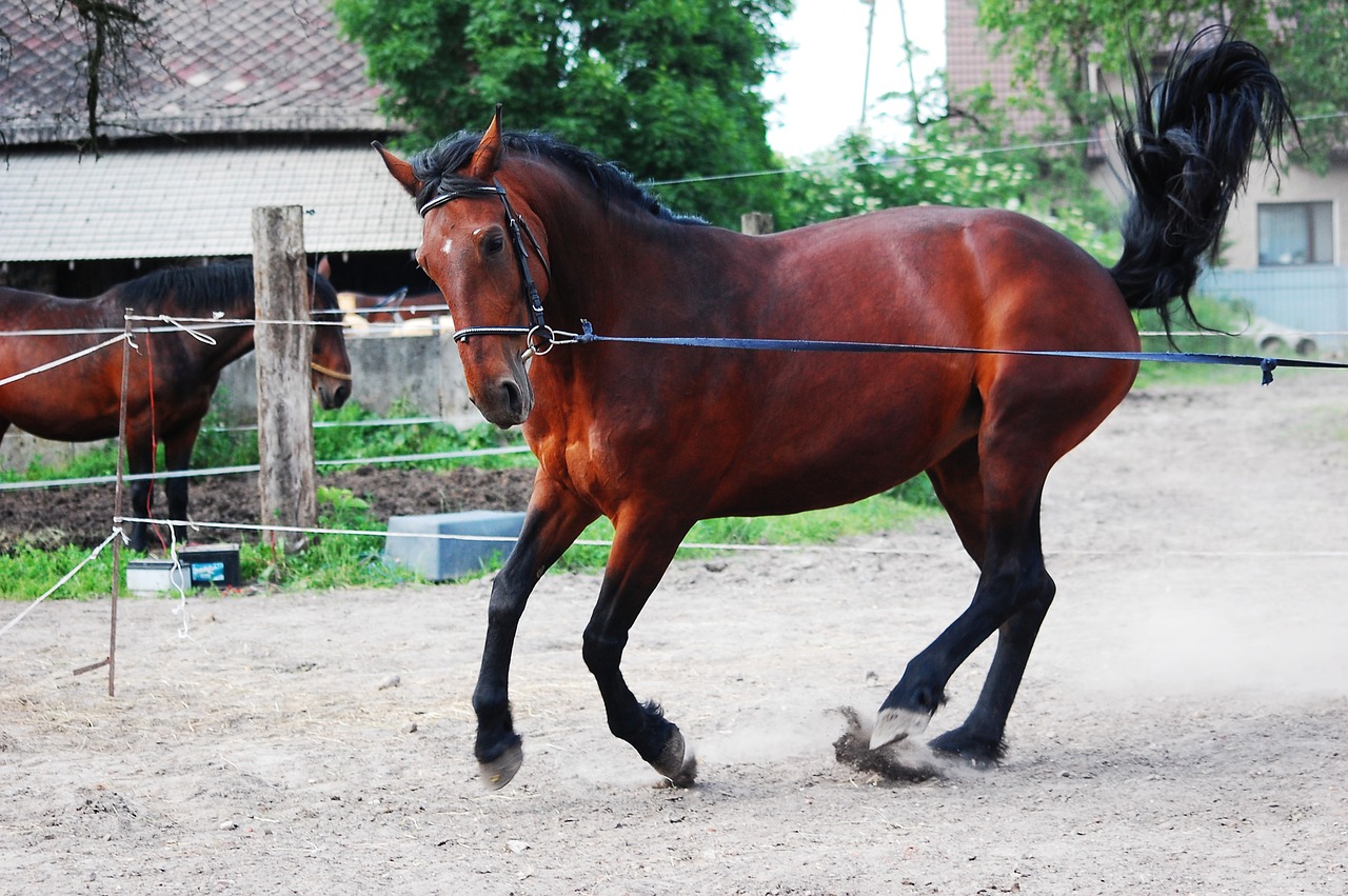 mare the horse silesian free photo