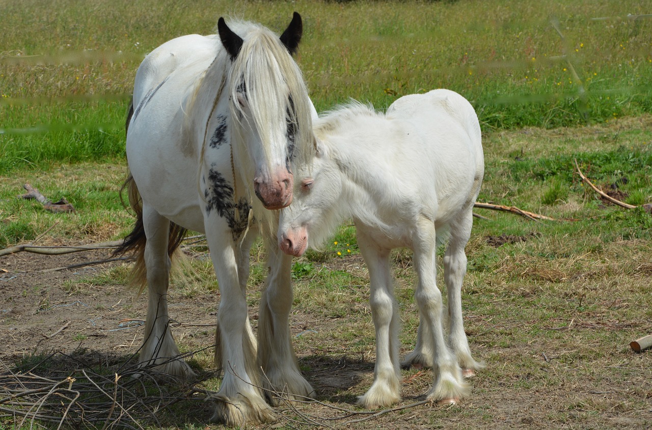 mare foal equines free photo