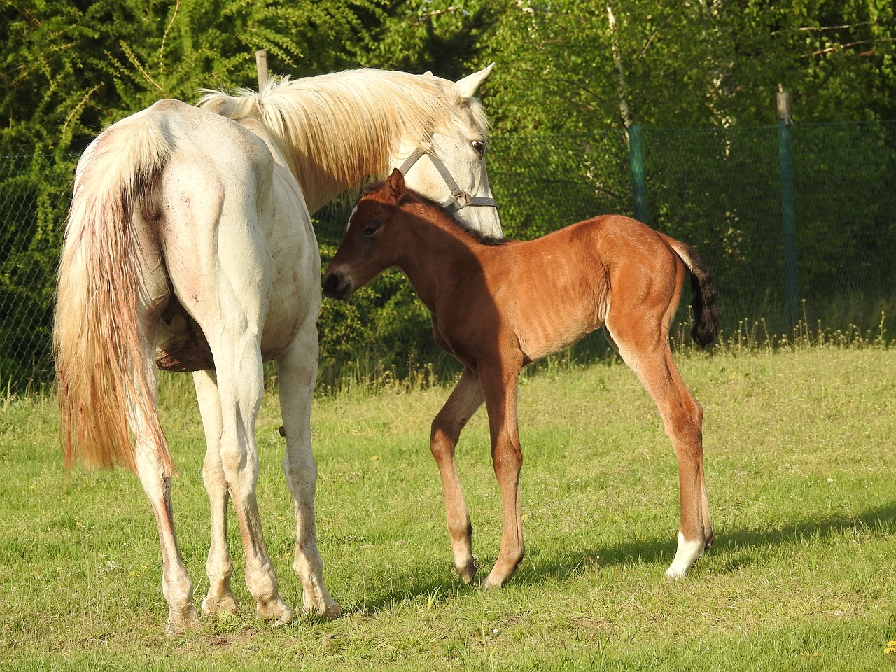 mare  offspring  kennel free photo