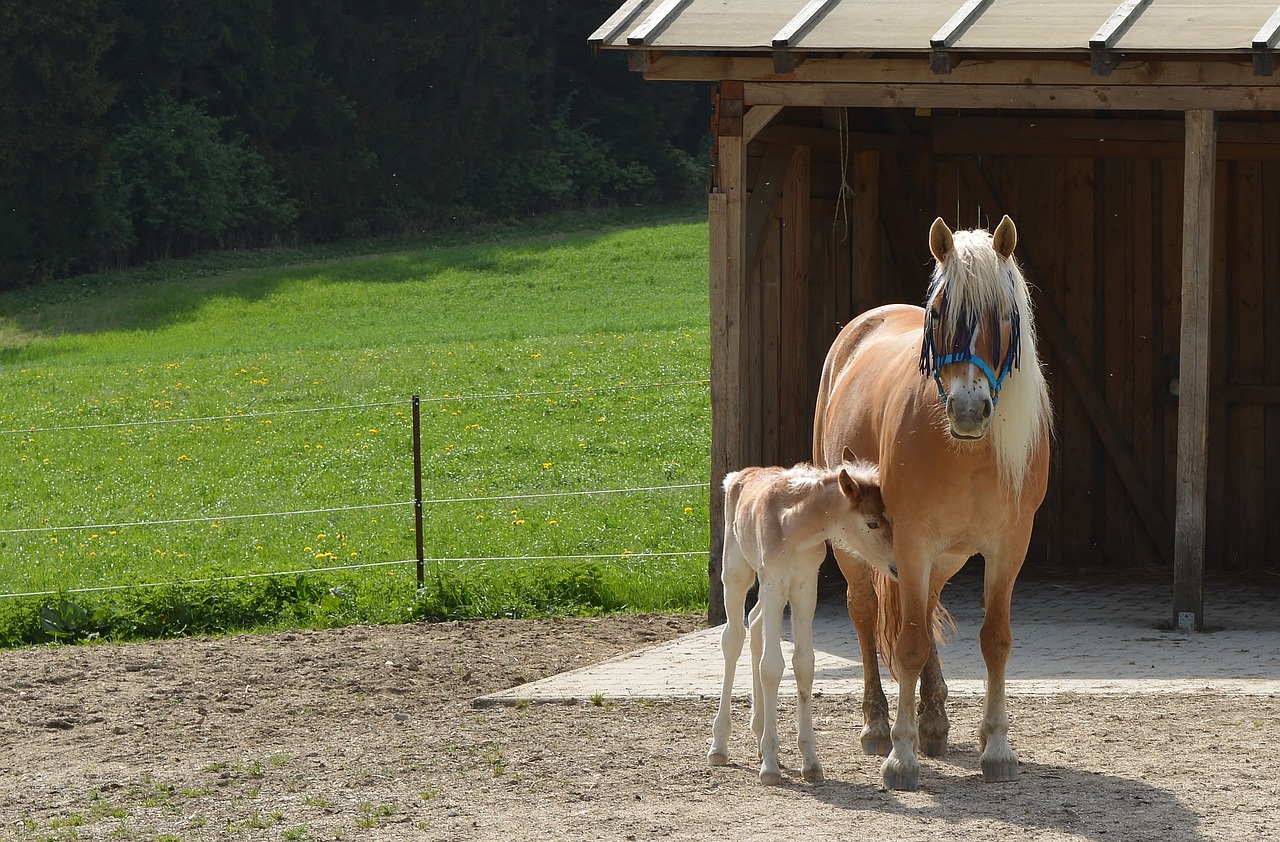 mare  foal free pictures free photo