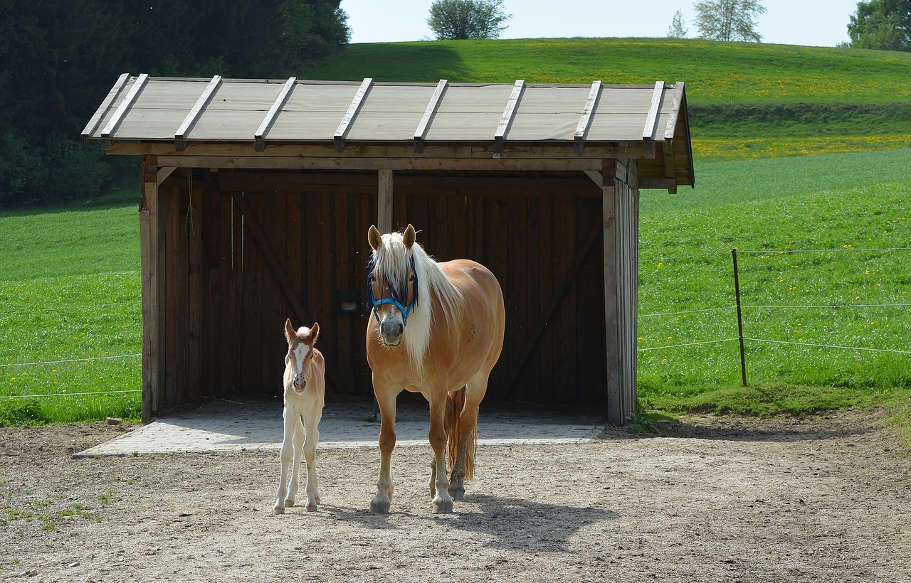 mare  foal free pictures free photo