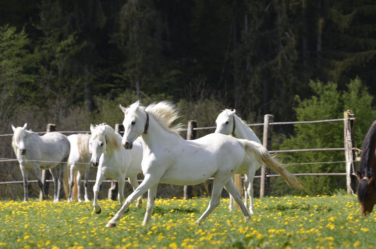 mare  main and state stud marbach  mare herd free photo