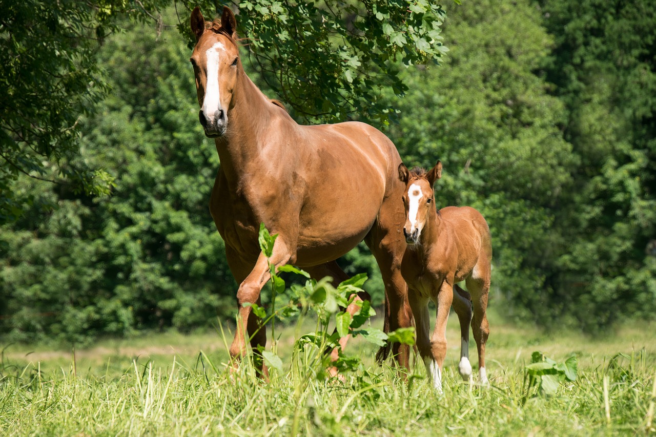 mare  foal  horse free photo