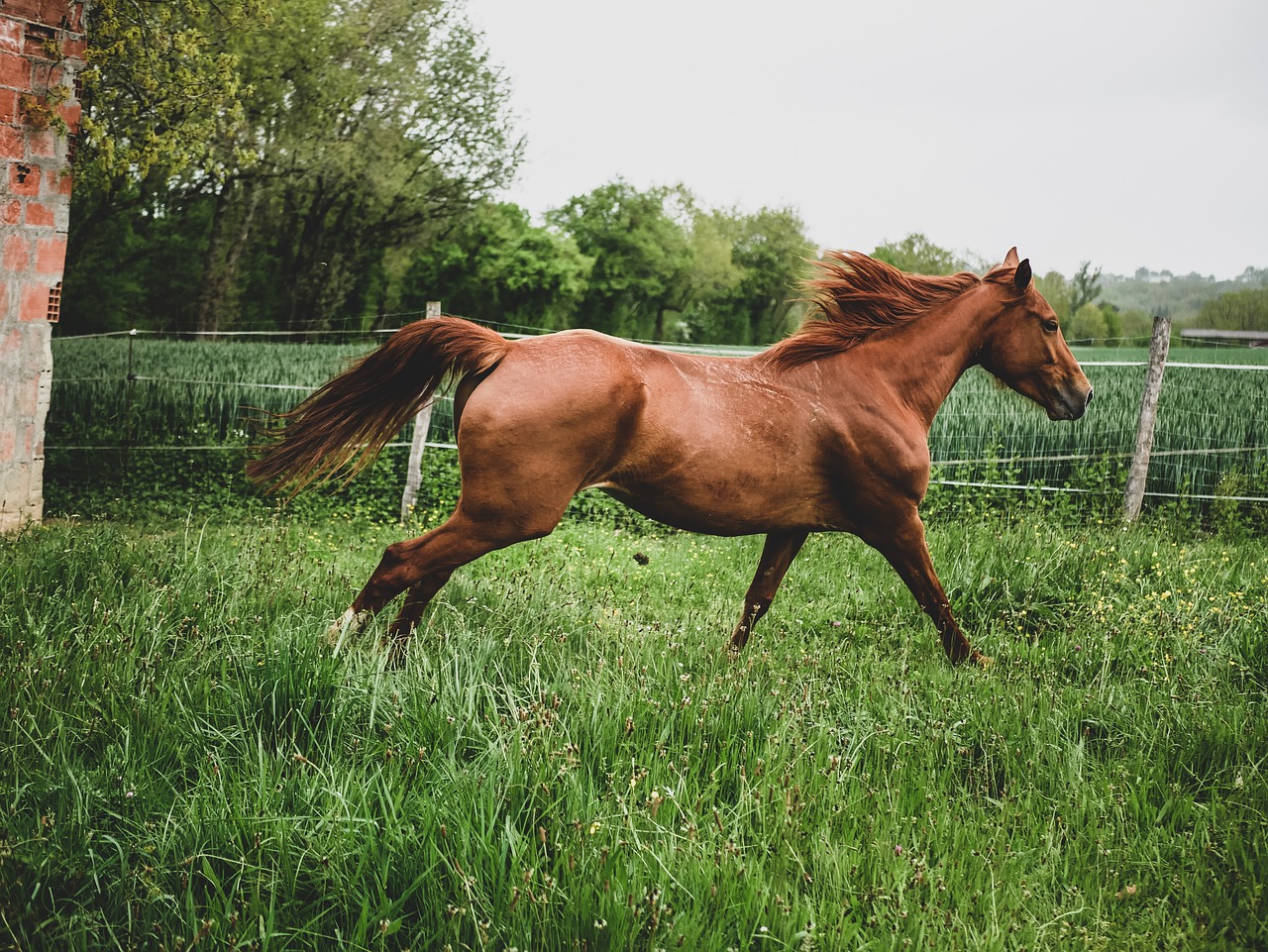 mare  pre  horse free photo