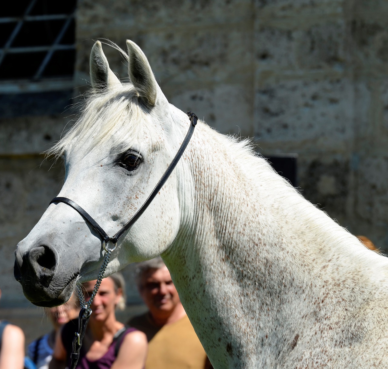 mare  mold  thoroughbred arabian free photo