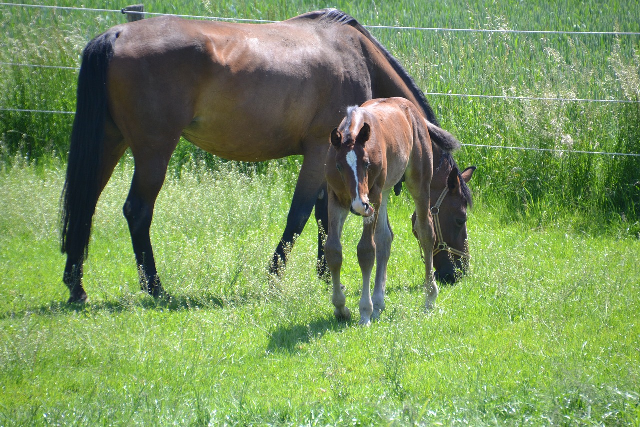 mare  mother mare  foal free photo